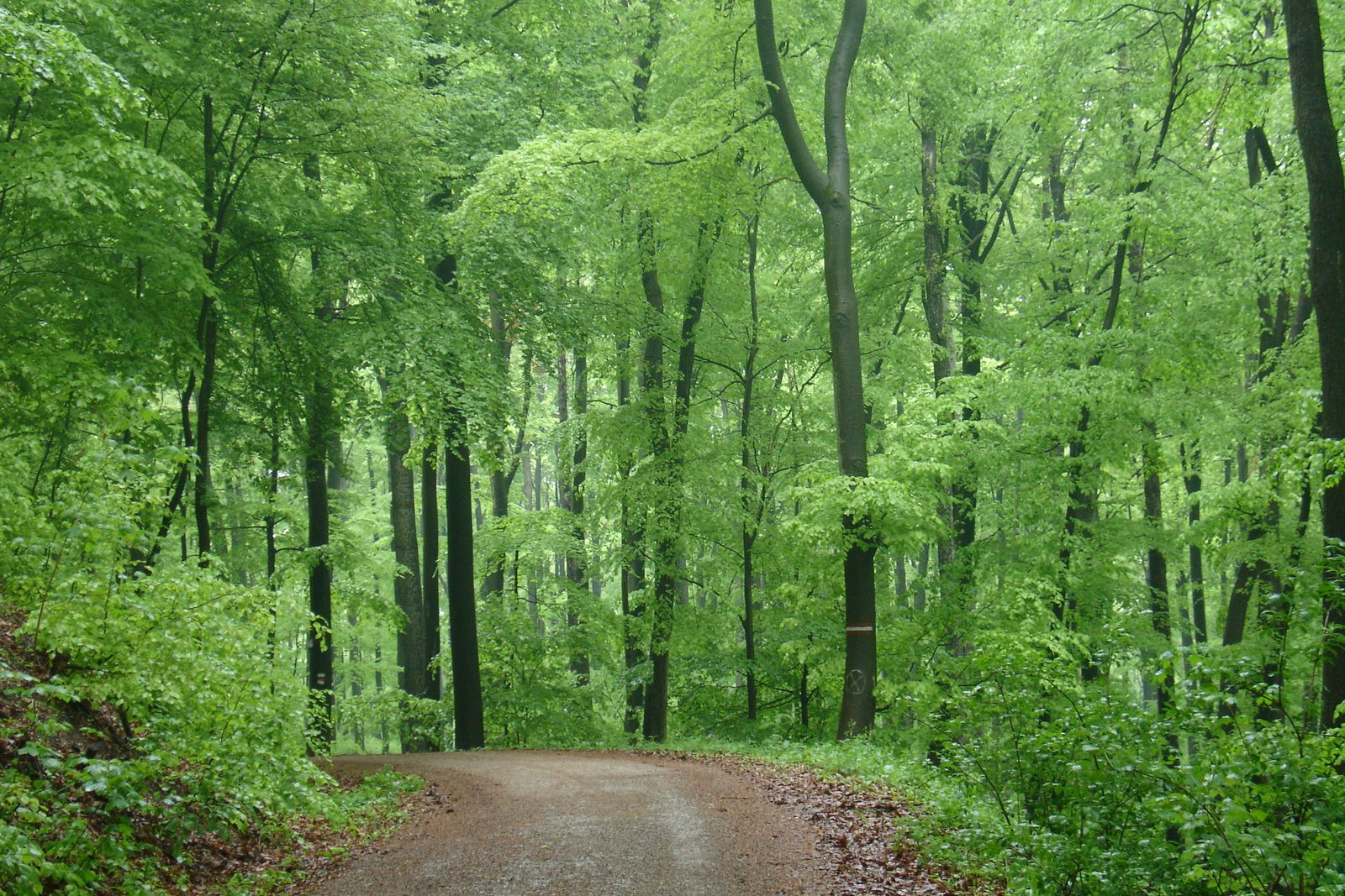 Waldweg durch den frühlingsgrünen Wienerwald